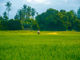 Quantos ml de Infinito para 20 Litros de Água? Entenda o Uso Correto do Fungicida Infinito 5 inseticida agro